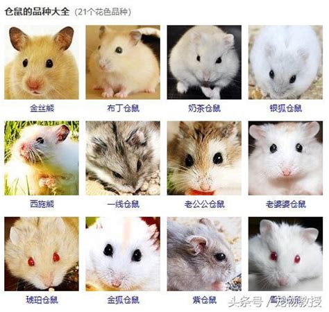 中色系 老鼠品種介紹
